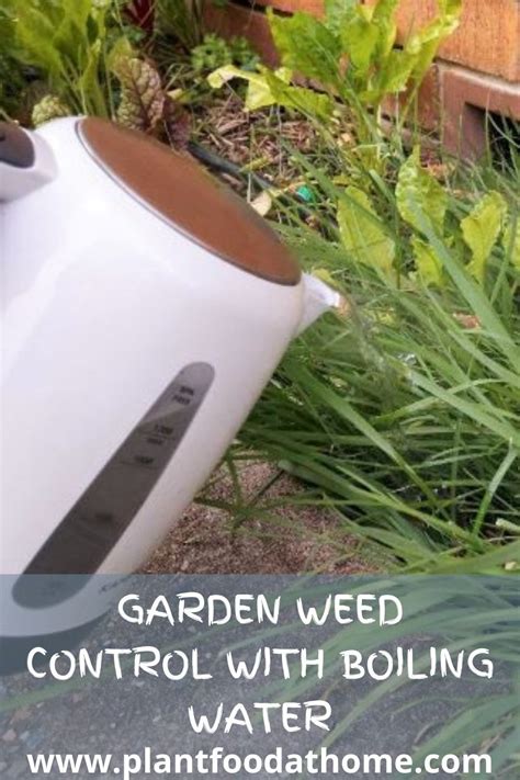 Natural and organic vegetable garden weed control methods – Artofit