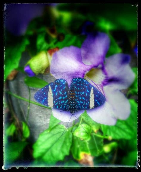 Butterfly House - St.Louis Zoo