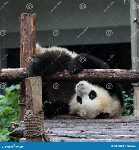 Giant Panda Bear (cub) Stock Photo - Image: 45031684