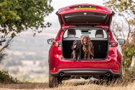 Are Dogs Allowed In Cars