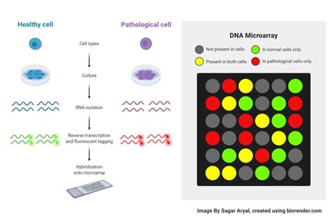 DNA Microarray Technology: Principles, Instrumentation, Types ...