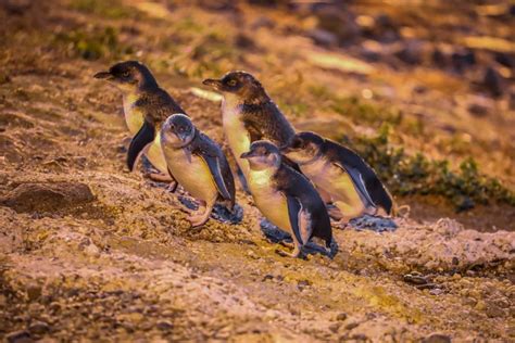 Oamaru Blue Penguin Colony Cams – Urban Wildlife Trust