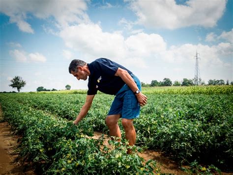 In Italy's parched Po River valley, climate change threatens the future of agriculture - Locavore