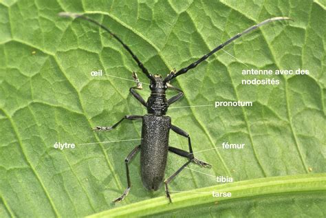 Cerambycidae - La Galerie de Quel est cet Animal