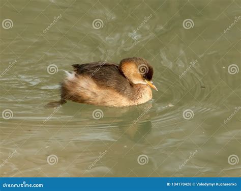 Little Grebe in Winter Plumage Floats in the Water. Stock Photo - Image ...