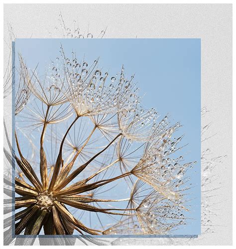 Goats Beard Seed Head: Darron Matthews ARPS DPAGB EFIAP BPE5*