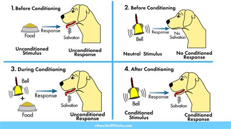 What Did Ivan Pavlov Conclude From His Experiments With The Dog