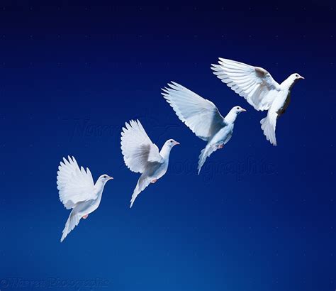 Animals Images: White Dove in Flight Multiple Exposure, WP11579.