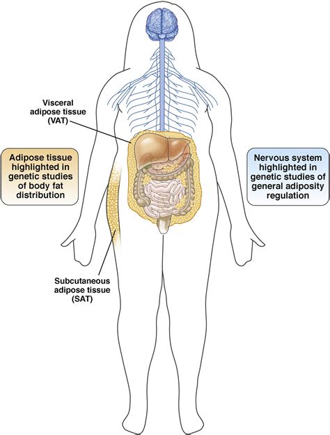 Recent Advances in Human Genetics and Epigenetics of Adiposity: Pathway to Precision Medicine ...