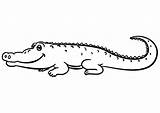 Adorable Alligator Coloring Page  Free Printable Pages For Kids sketch template