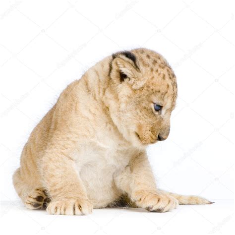 Lion Cub lying down — Stock Photo © lifeonwhite #10863158