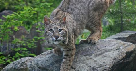 Discover The Largest Bobcats Ever - A-Z Animals