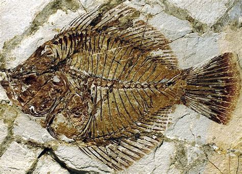 Transitional fossils: halfway flat fish | Fish fossil, Fossils, Fossil bones