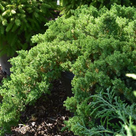 Dwarf Japanese Garden Juniper Products - Horsford Gardens and Nursery