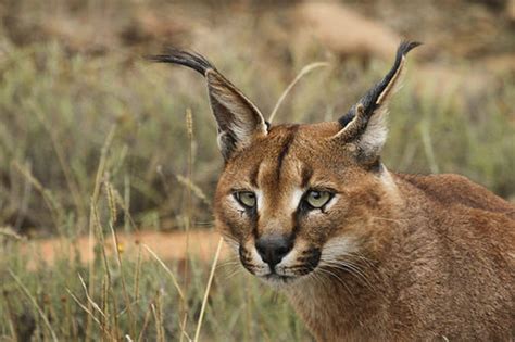 Caracal - Adaptations and Facts | Owlcation