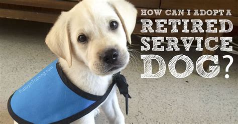 How Can I Adopt A Retired Service Dog or Failed Guide Dog? - Puppy In Training