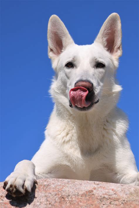 Free Images : vertebrate, dog breed, white shepherd, white shepherd dog, korean jindo dog, dog ...