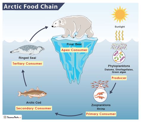 Arctic Ocean Animals And Plants