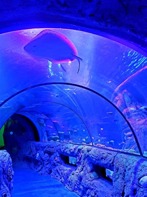 Have a Tunnel of Fun at SEA LIFE San Antonio Aquarium