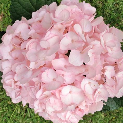 Light Pink Hydrangeas in Bulk, wholesale