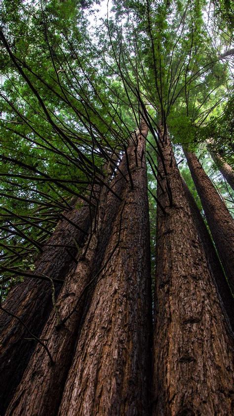 25 Best Places To See Redwoods Near San Francisco