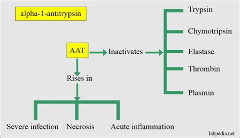 Acute Phase Protein:- Alpha-1-Antitrypsin (α1-antitrypsin) - Labpedia.net