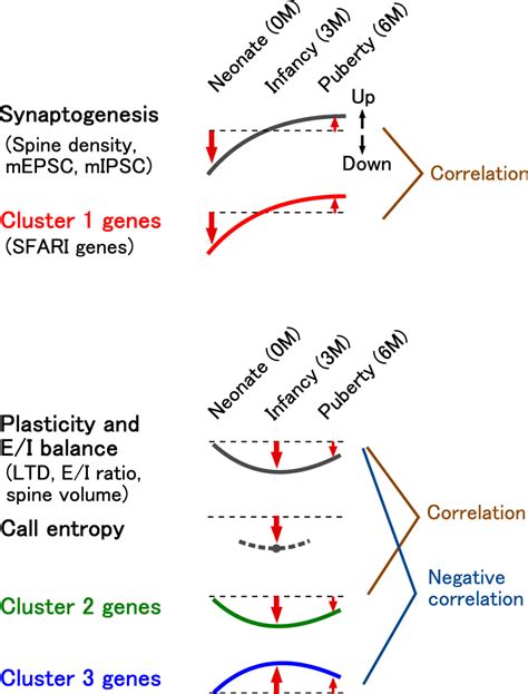 of the results Synaptogenesis-related phenotypes, including modulations ...