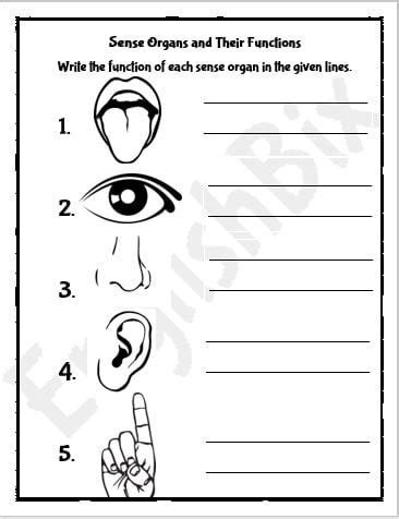 Sense Organs and Their Functions Worksheet - EnglishBix