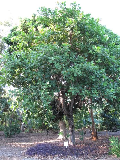 KIKSOLYN HEALTH SERVICE: Cashew Tree and Its Health benefits