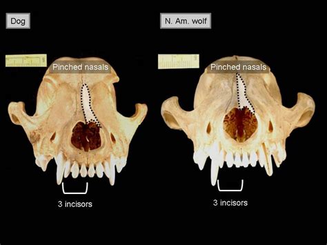 159 best images about Anatomy - animal - canidae on Pinterest | Wolves ...