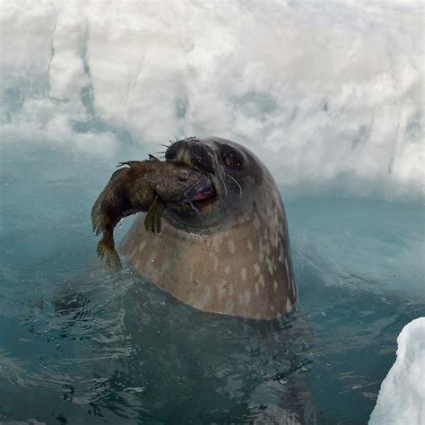 Antarctic marine predators tracked to Areas of Ecological Significance ...