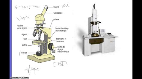 cellule au microscope optique - YouTube