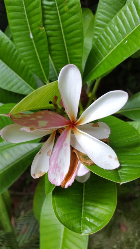 Tropical Plants: 10+ of the Most Unique Flora You'll Ever See ...