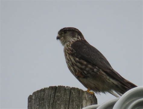 oiseau de proie à identifier (2 photos)