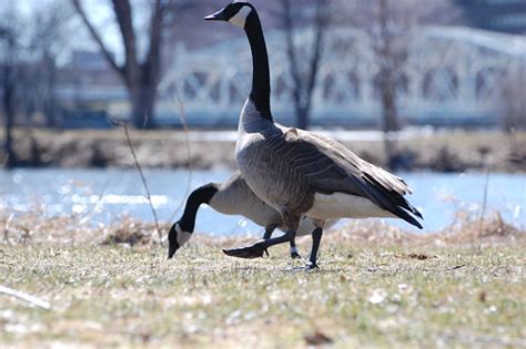 Goose-stepping | Jean Berchan | Flickr