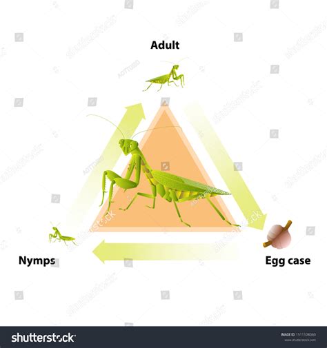 Lifecycle Mantis Predatory Insects Eat Insects Stock Vector (Royalty ...