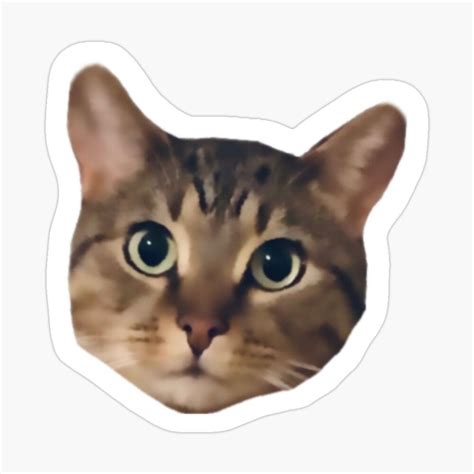 Cute Cat Face Sticker by MarinaLovesCats | Cute cat, Cute cat face, Cat stickers