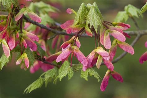 How to Grow and Care for Red Maple Trees | Gardener’s Path