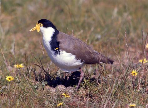 Australian Plover Bird - canvas-cave