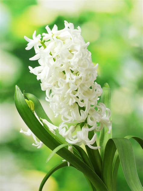 20 Types of White Flowers for Your Garden | HGTV