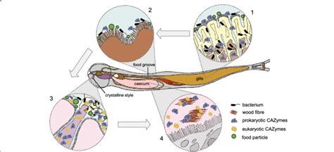 Shipworm Anatomy