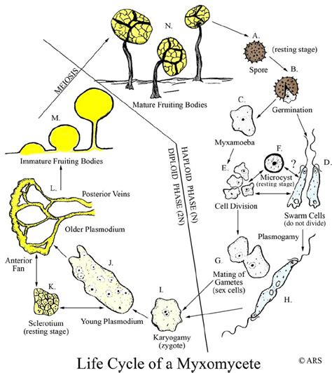 Myxomycota Life Cycle