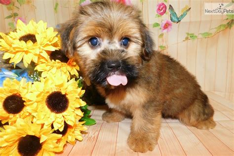 Havashire: Havanese puppy for sale near Chicago, Illinois. | 7a48b37f-1711