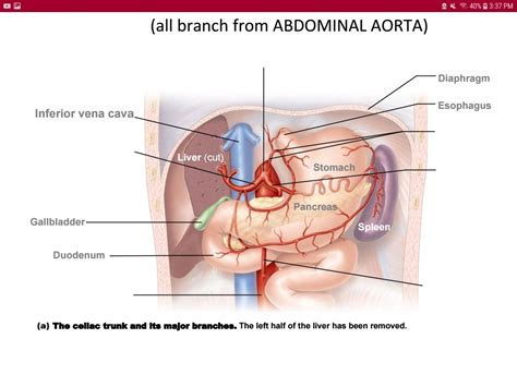 Celiac Trunk Diagram | Quizlet