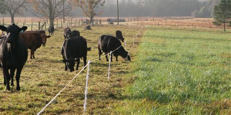 Cornell Cooperative Extension | Rotational Grazing For Beginners