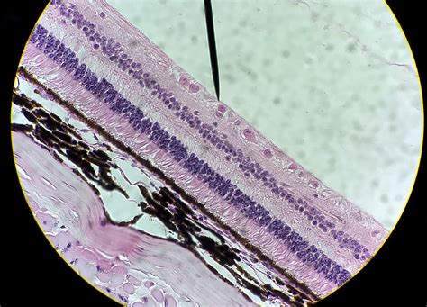 retina Histology.