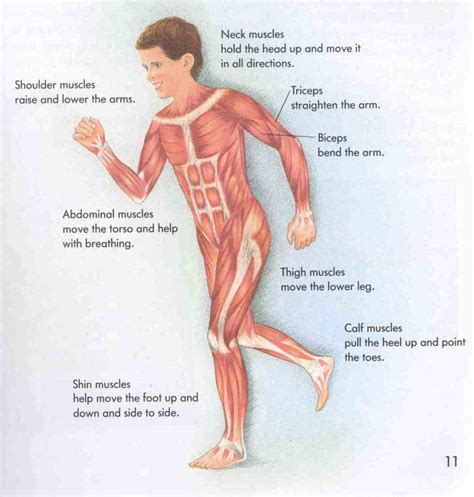 Muscular System Organs And Their Functions | MedicineBTG.com