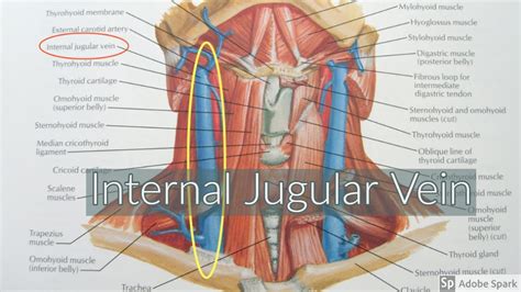 Internal Jugular Vein - YouTube