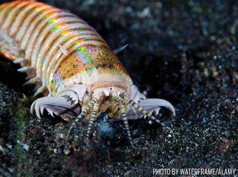 Marine Worm Facts | Sport Diver | Annelid, Fun facts, Animals