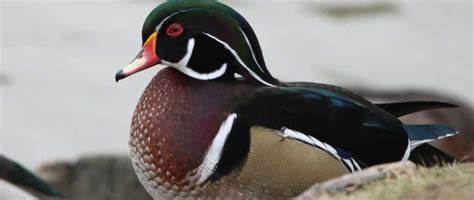 Hunting Wood Ducks? Here's what to know - WaterfowlChoke